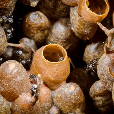 Tetragonula honey pots. Image: (c) Tobias Smith University of Queensland